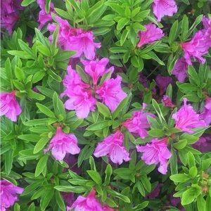 Meet your Posher, Shanelle